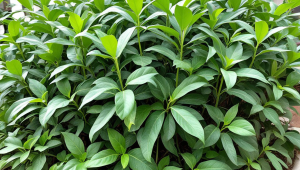 富贵茶叶是什么茶种类